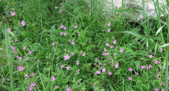 Silene pendula